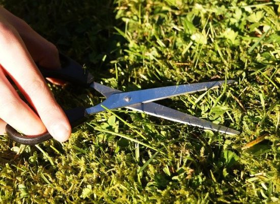 Picture of someone cutting the grass with a pair of scissors