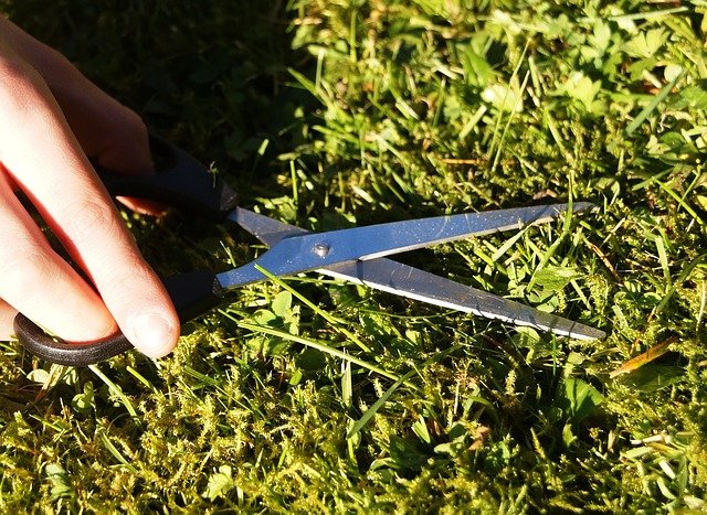 Picture of someone cutting the grass with a pair of scissors